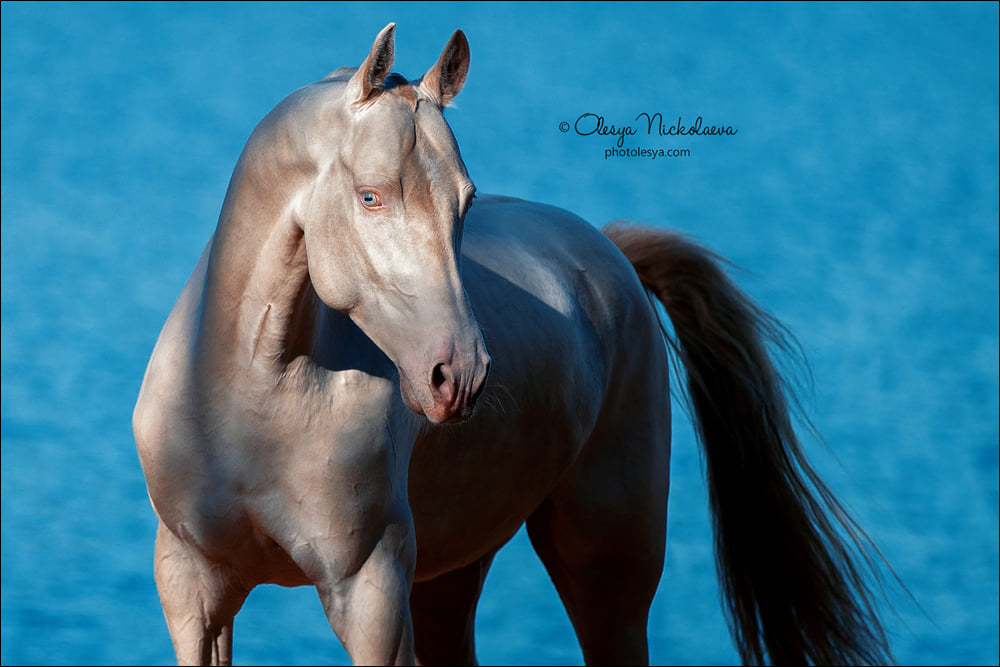 Akhal-Teke stallion Atakhan